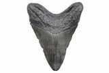 Fossil Megalodon Tooth - South Carolina #358969-1